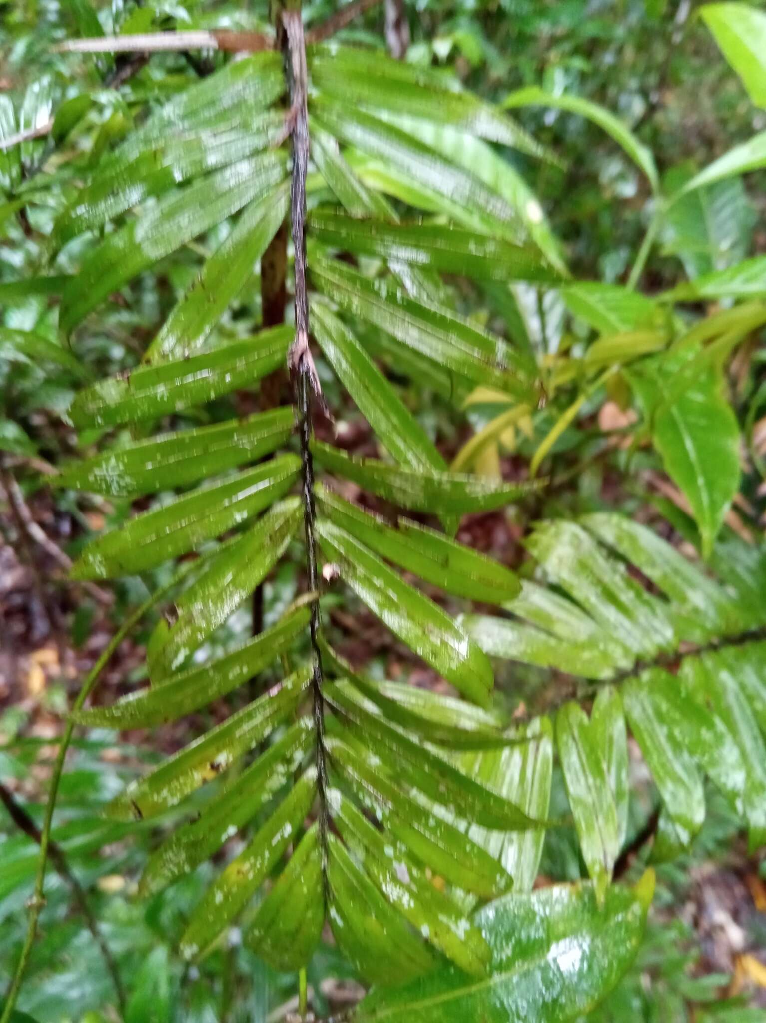 Image of Dypsis concinna Baker