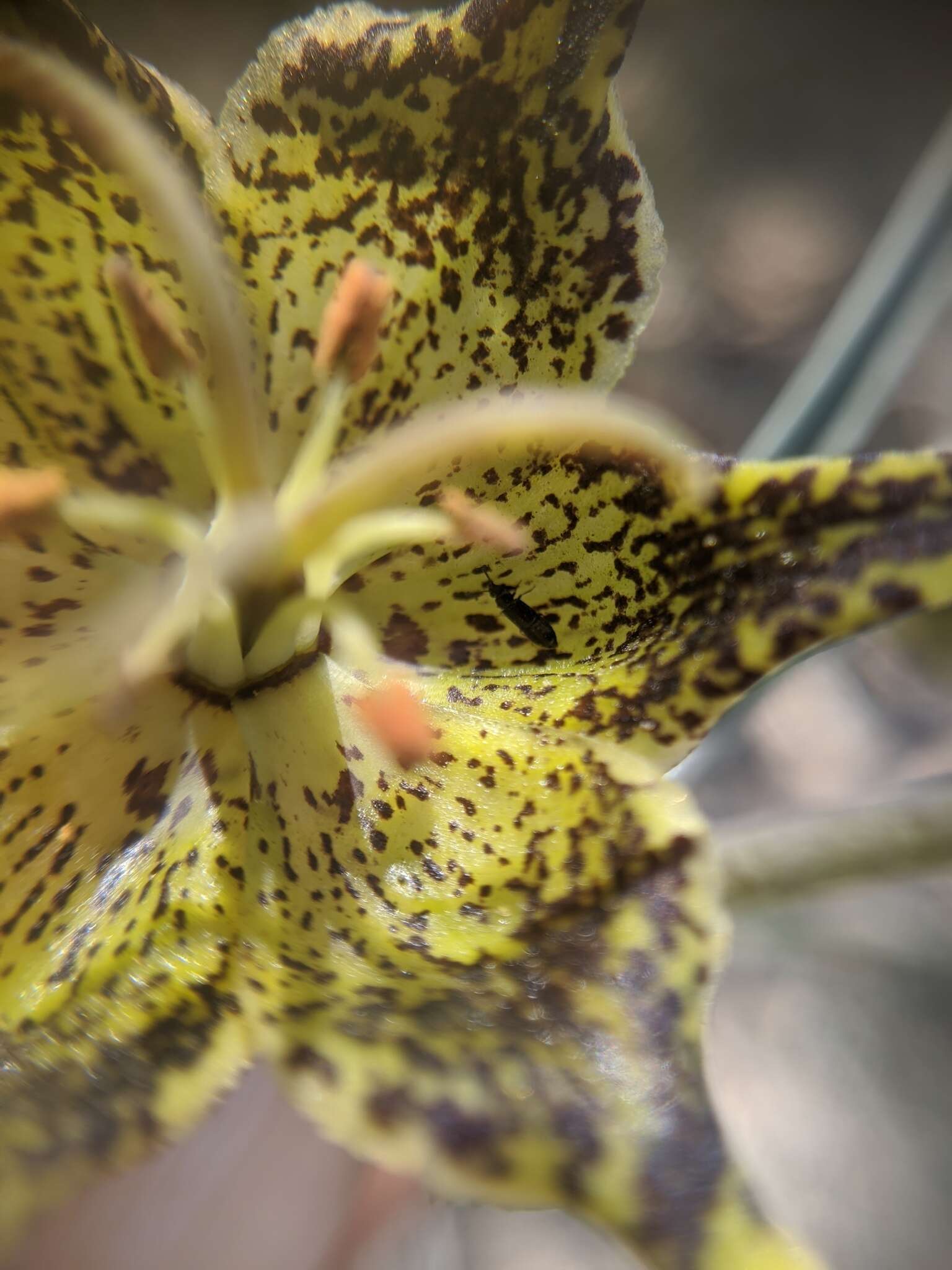 Image of Davidson's fritillary