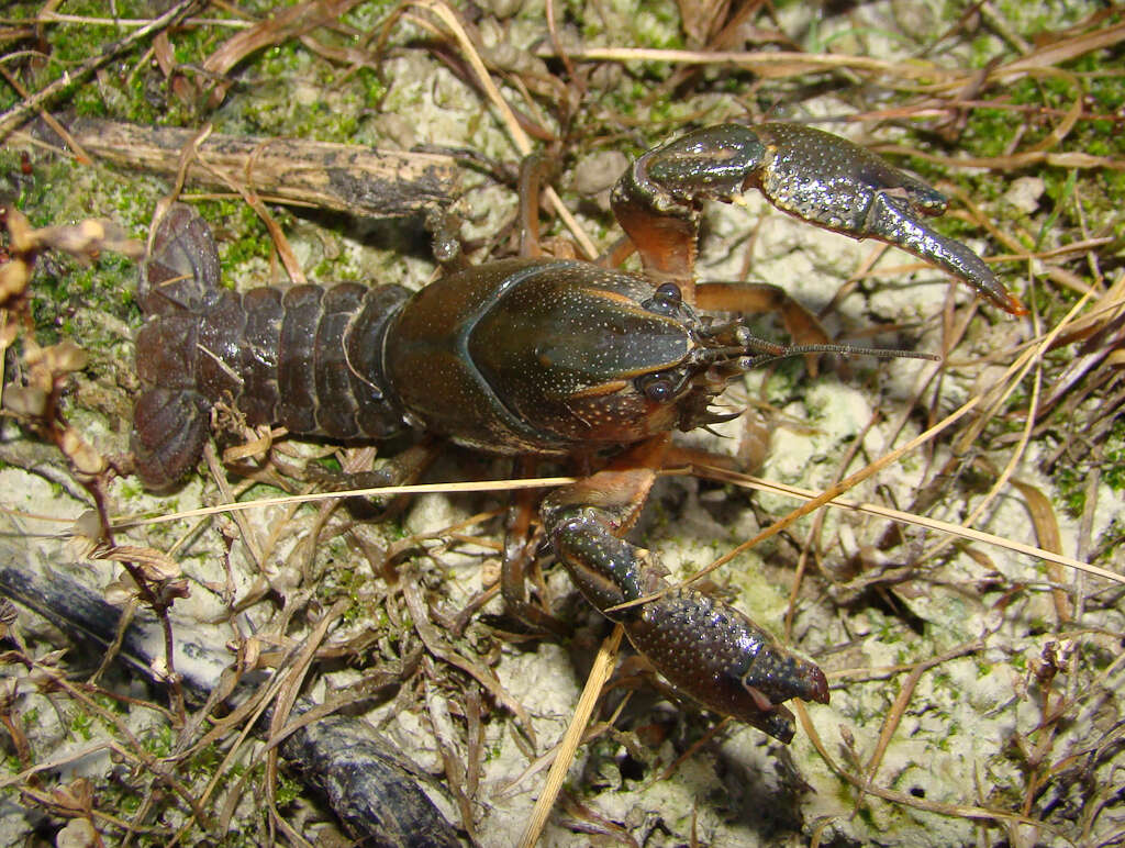 Image of Procambarus gracilis (Bundy 1876)