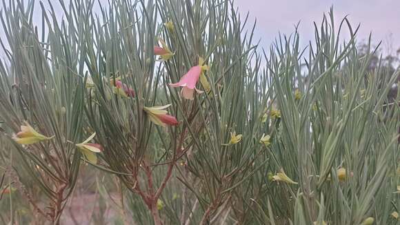 صورة Eremophila oppositifolia R. Br.