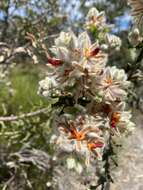 Image of Jacksonia floribunda Endl.