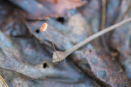 Image of Marasmius felix Morgan 1906