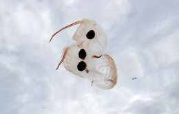 Image of Giant salp