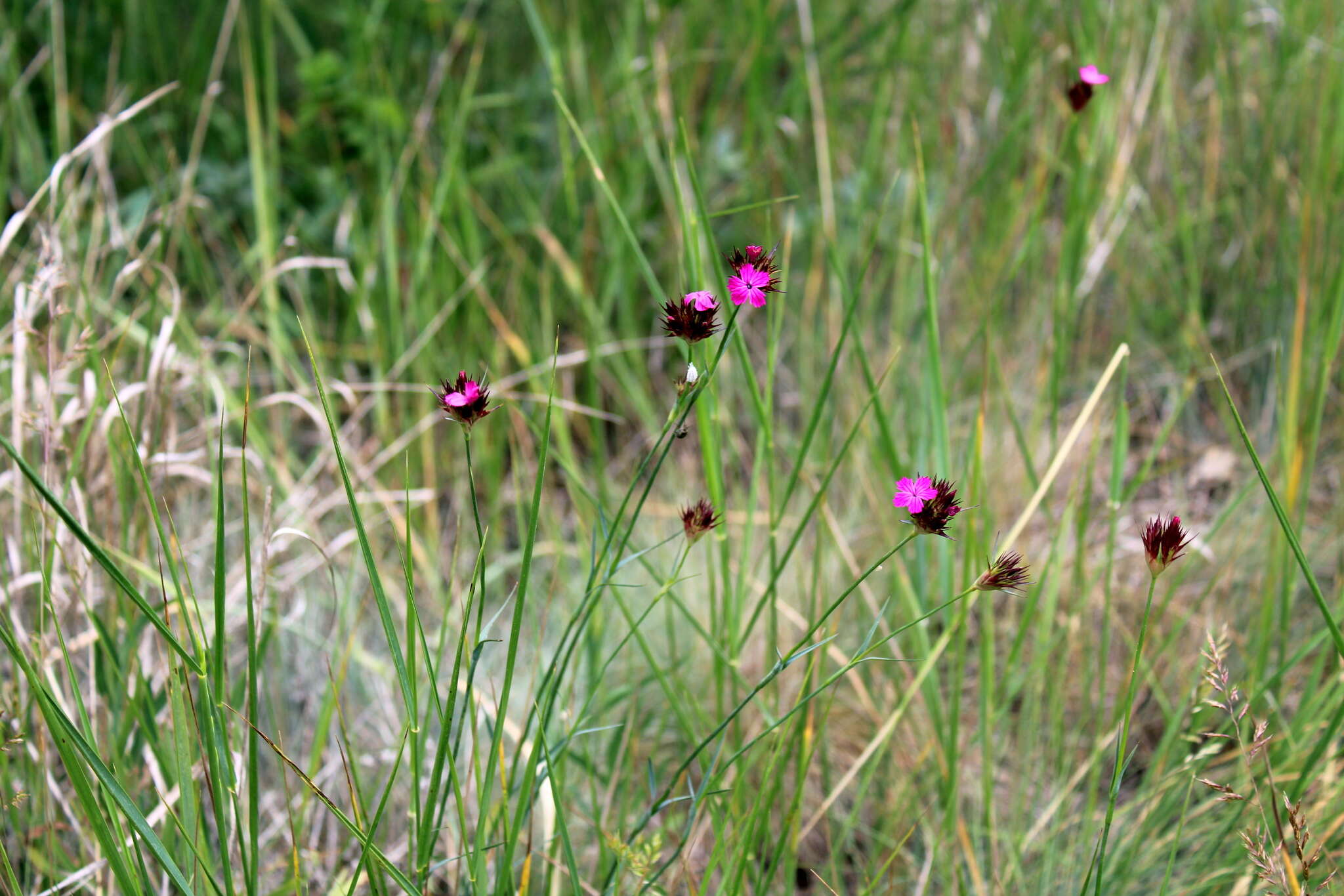 Image of Dianthus capitatus Balb. ex DC.