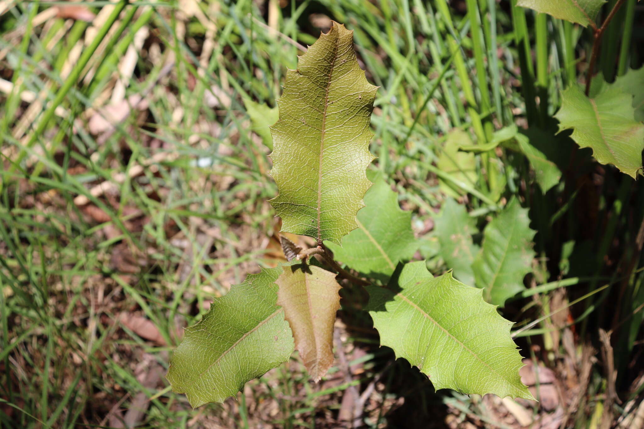 Image of Lomatia ilicifolia R. Br.