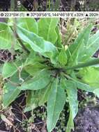 صورة Nicotiana suaveolens Lehm.