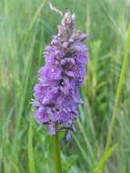 Image of Dactylorhiza grandis (Druce) P. F. Hunt