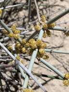 Imagem de Ephedra funerea Coville & C. V. Morton