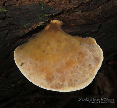 Image of Daedalea aethalodes (Mont.) Rajchenb. 1986