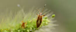 Image of Pachygrontha antennata (Uhler & P. R. 1860)