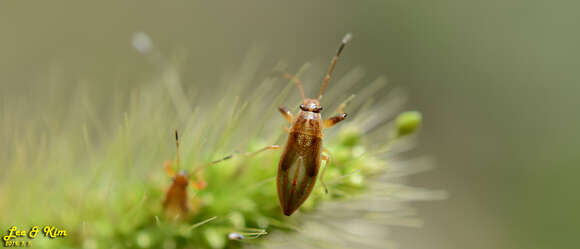 Image of Pachygrontha antennata (Uhler & P. R. 1860)