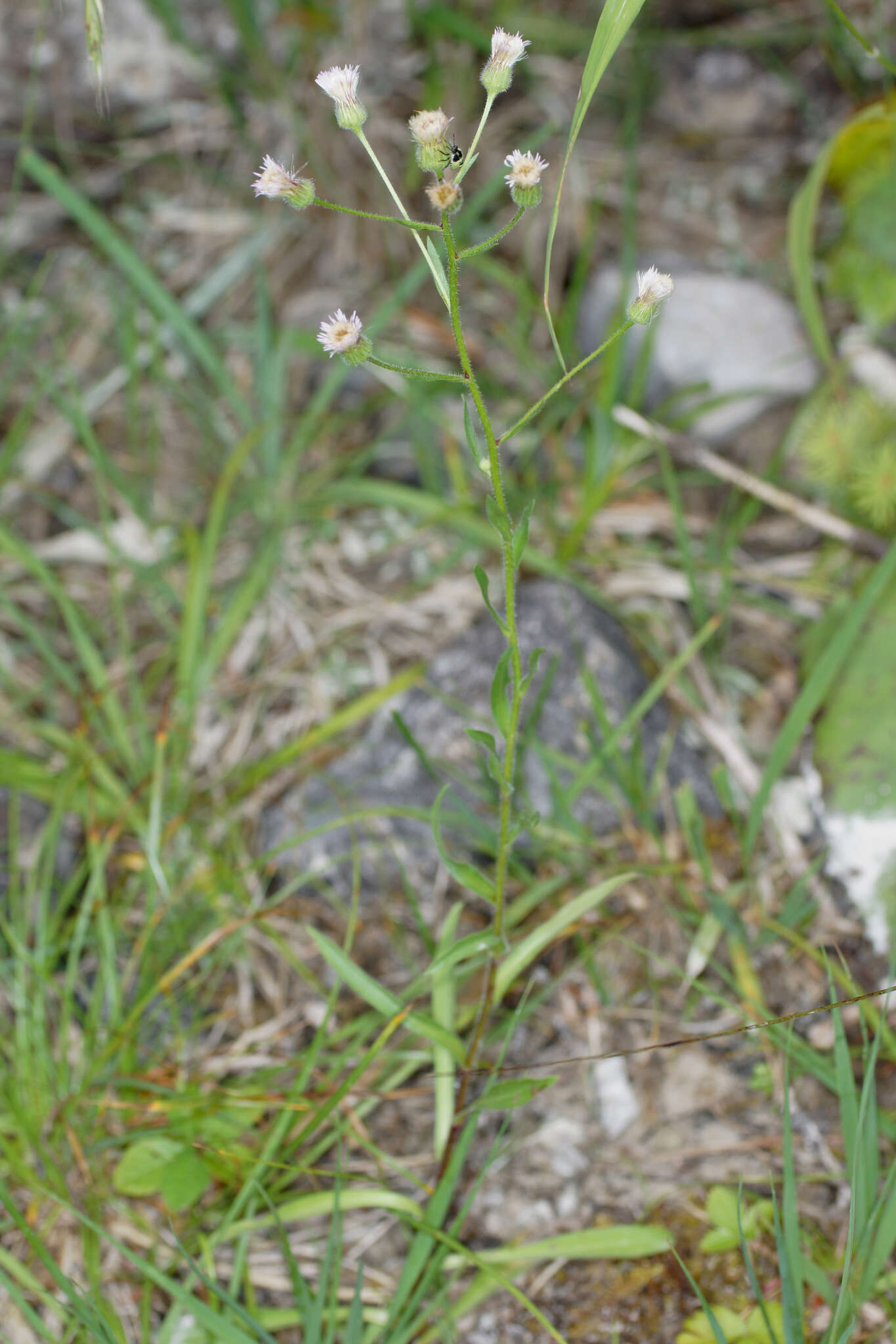 Plancia ëd Erigeron acris subsp. angulosus (Gaudin) Vacc.