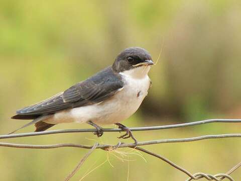 Слика од Hirundo dimidiata dimidiata Sundevall 1850