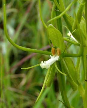 Habenaria clavata (Lindl.) Rchb. fil. resmi