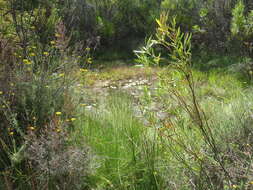 Image of Nymphoides thunbergiana (Griseb.) Kuntze