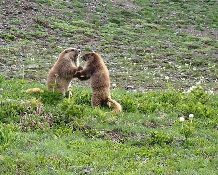 Image of Olympic Marmot