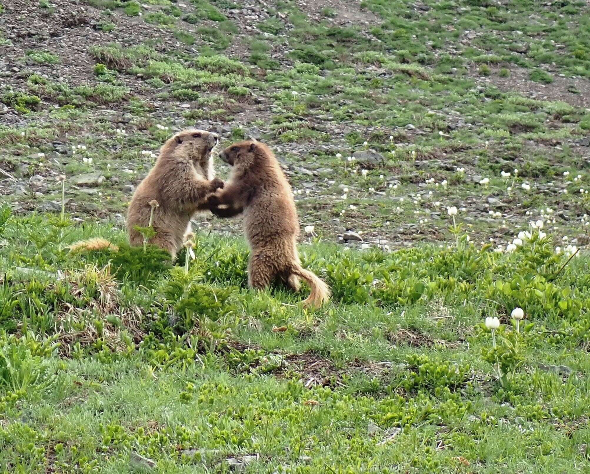 Image of Olympic Marmot