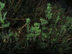 Image of Balbisia gracilis (Meyen) A. T. Hunziker & Ariza Espinar