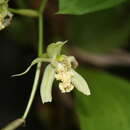 Image of Coelogyne verrucosa S. E. C. Sierra