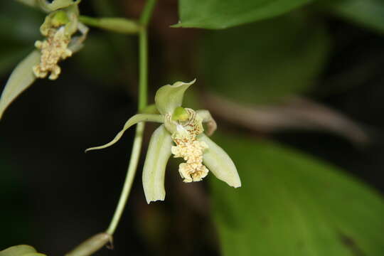 Coelogyne verrucosa S. E. C. Sierra resmi