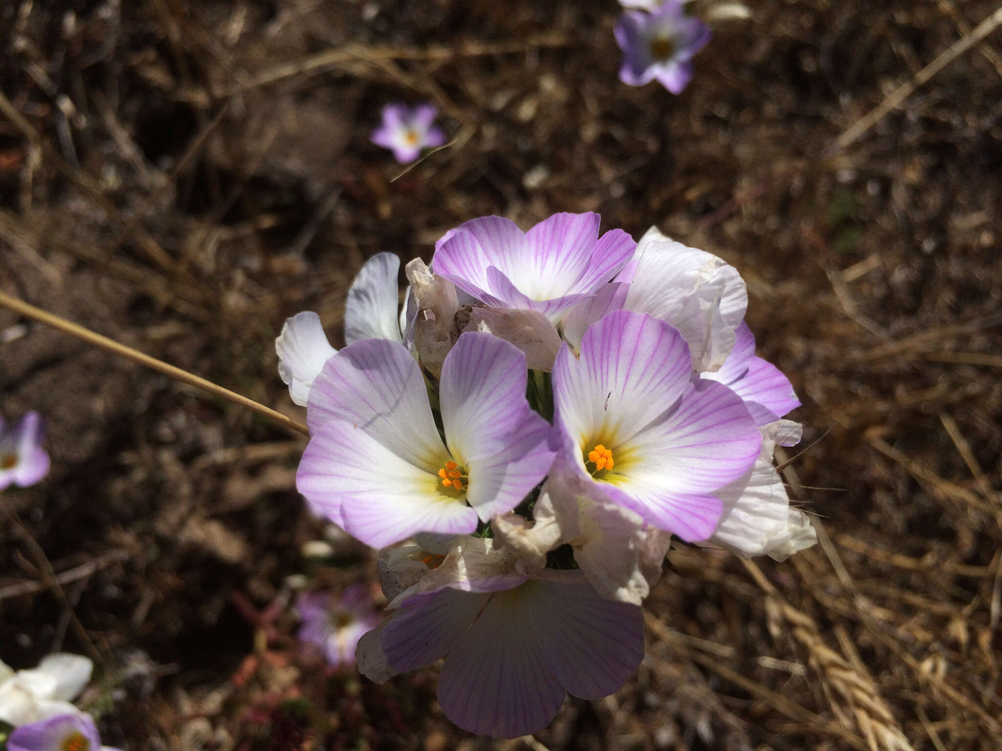 Image of largeflower linanthus