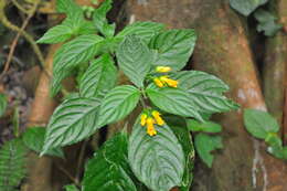 Image de Besleria laxiflora Benth.