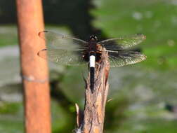 Pseudothemis zonata (Burmeister 1839) resmi