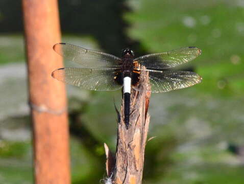 Image of Pseudothemis zonata (Burmeister 1839)