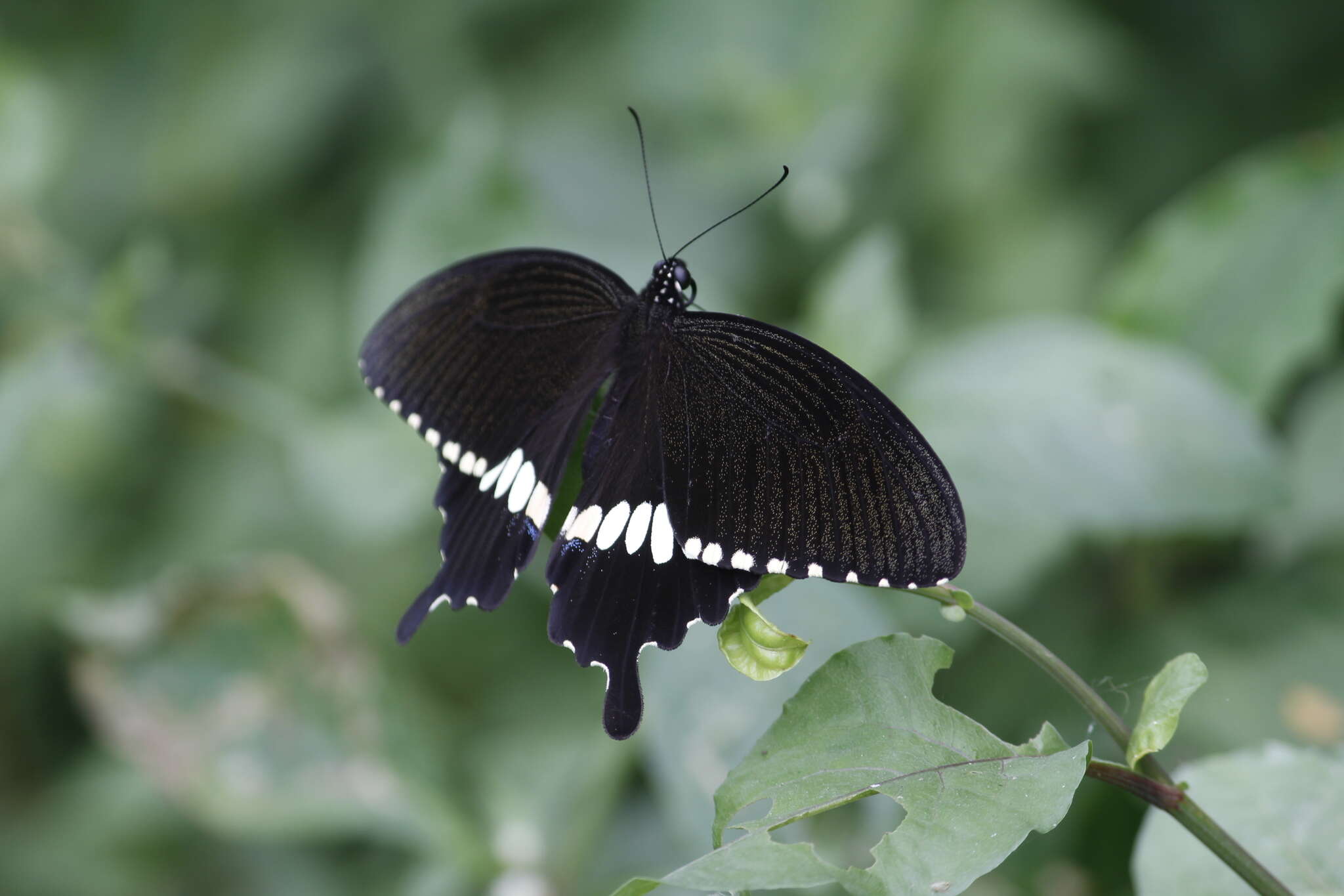 Image of Papilio polytes Linnaeus 1758