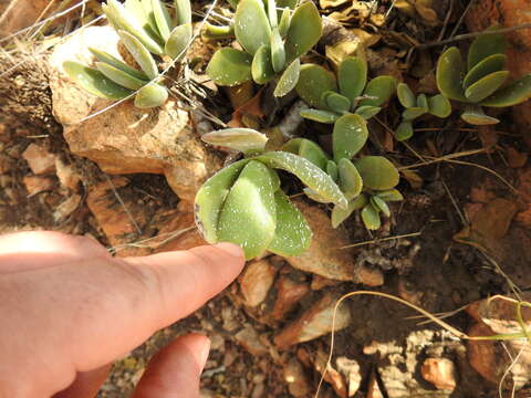 Image of Crassula swaziensis Schönl.