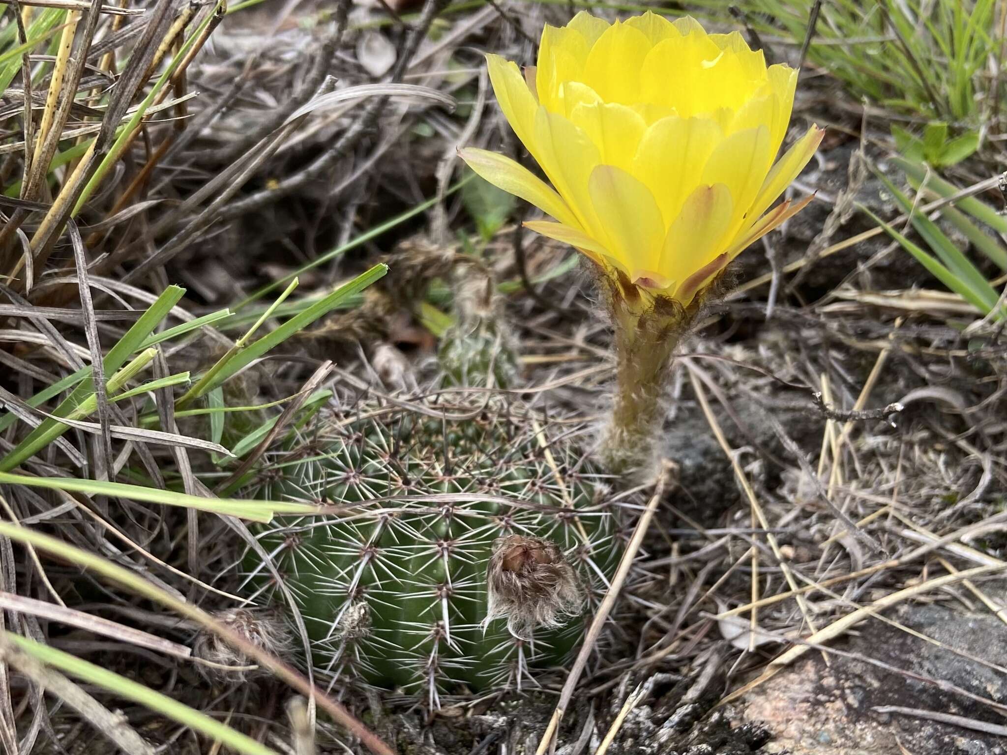 Image of Echinopsis aurea Britton & Rose