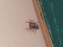 Image of Jumping spider