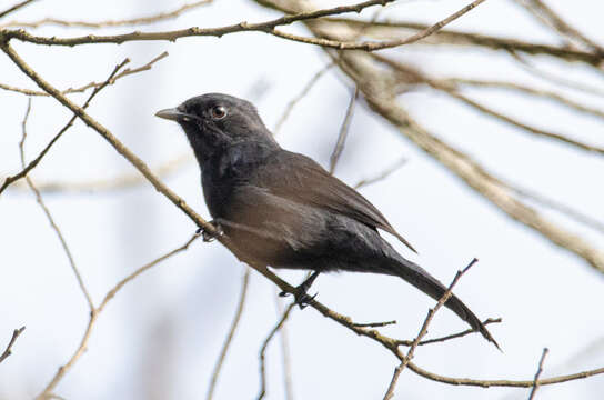 Plancia ëd Melaenornis edolioides (Swainson 1837)