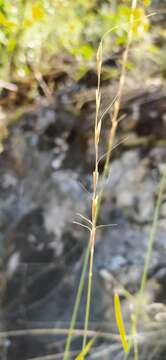 Image of Elymus reflexiaristatus (Nevski) Melderis