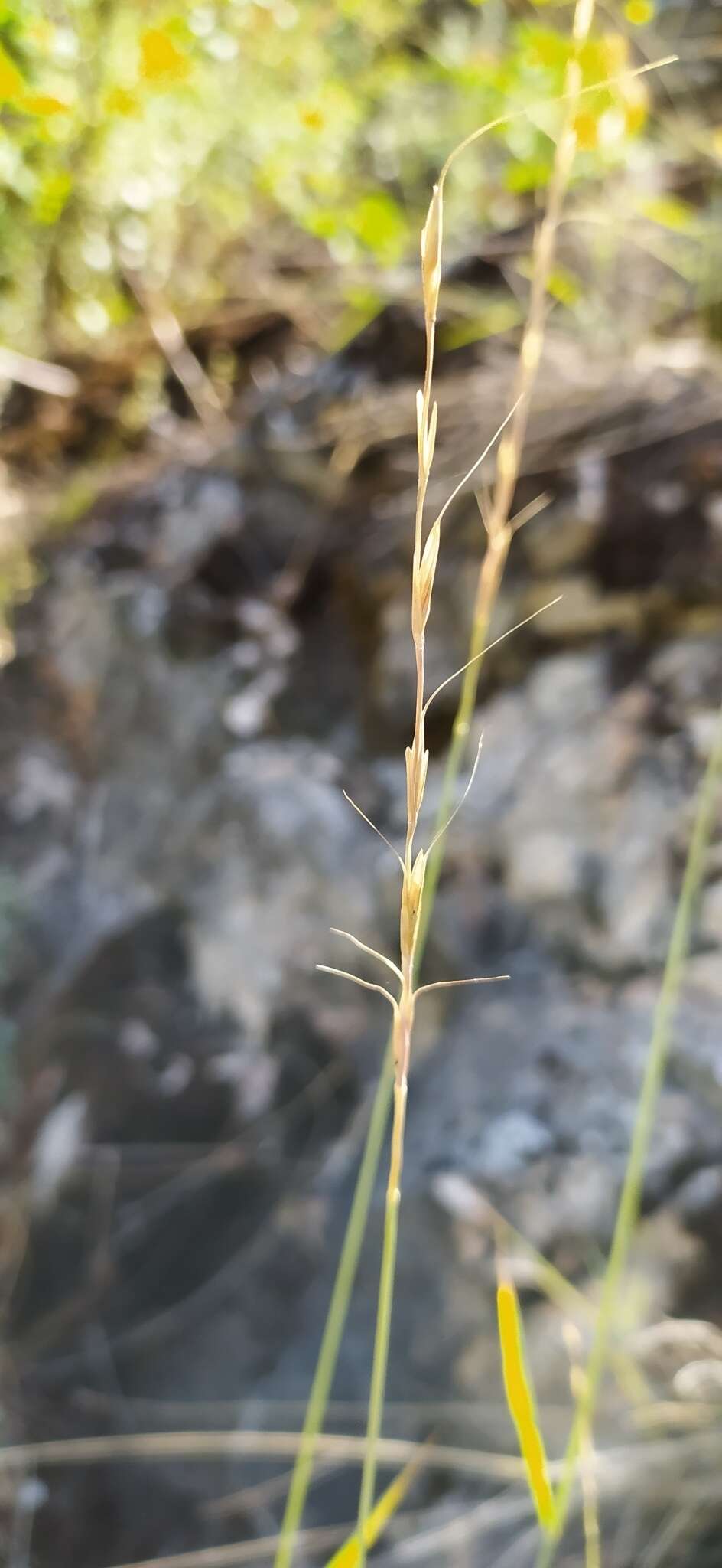 Image of Elymus reflexiaristatus (Nevski) Melderis