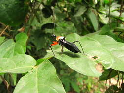 Plancia ëd Rhynocoris nitidulus (Fabricius 1781)