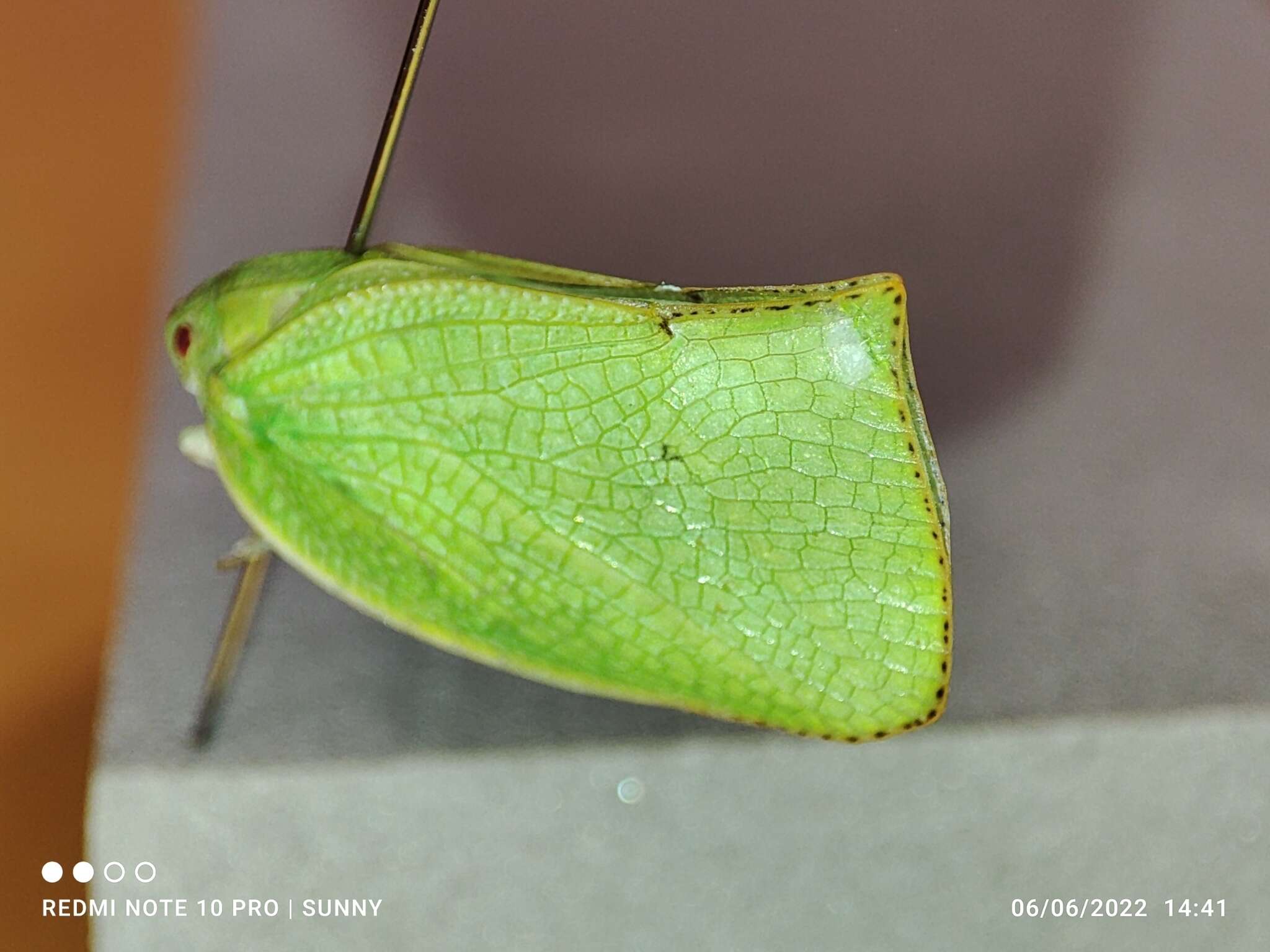 Image of Phyllyphanta declivis (Jacobi 1941)