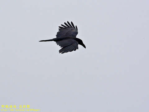 Image of Corvus macrorhynchos colonorum Swinhoe 1864