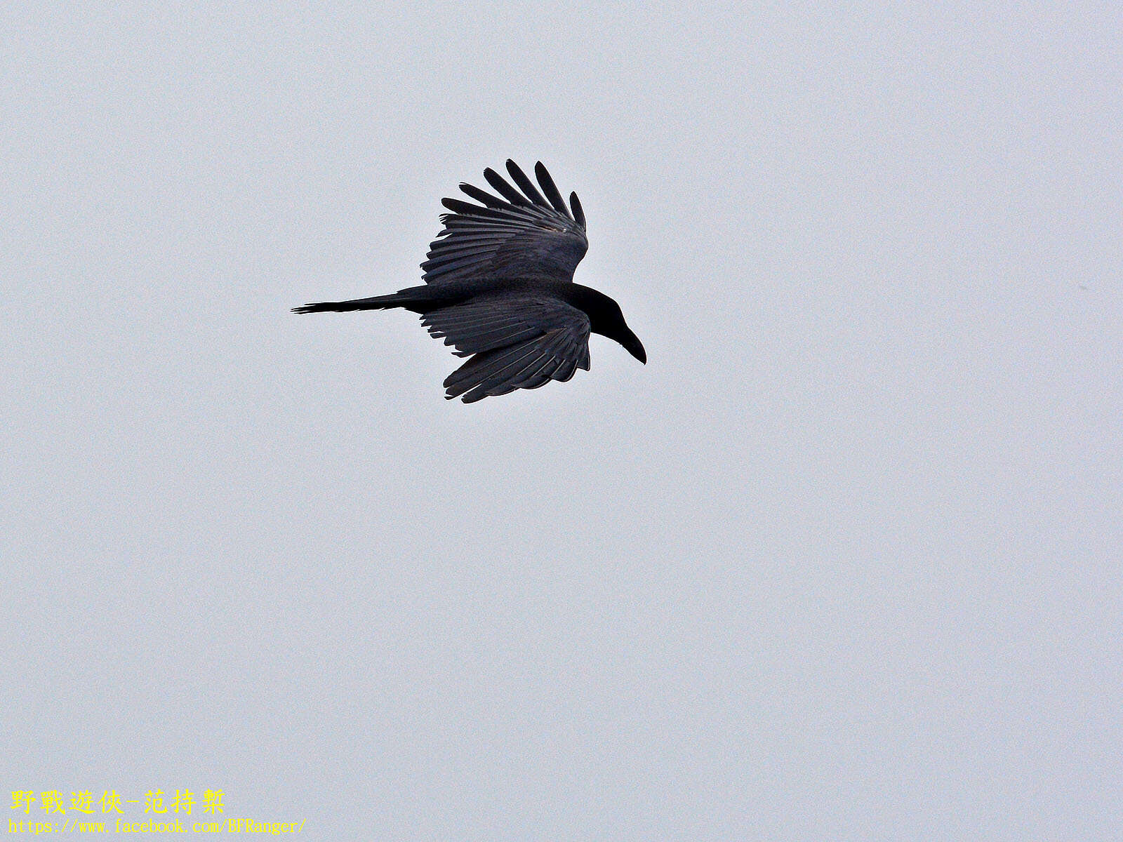 Imagem de Corvus macrorhynchos colonorum Swinhoe 1864