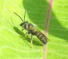 Plancia ëd Lasioglossum leucozonium (Schrank 1781)