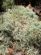 Image of reindeer lichen