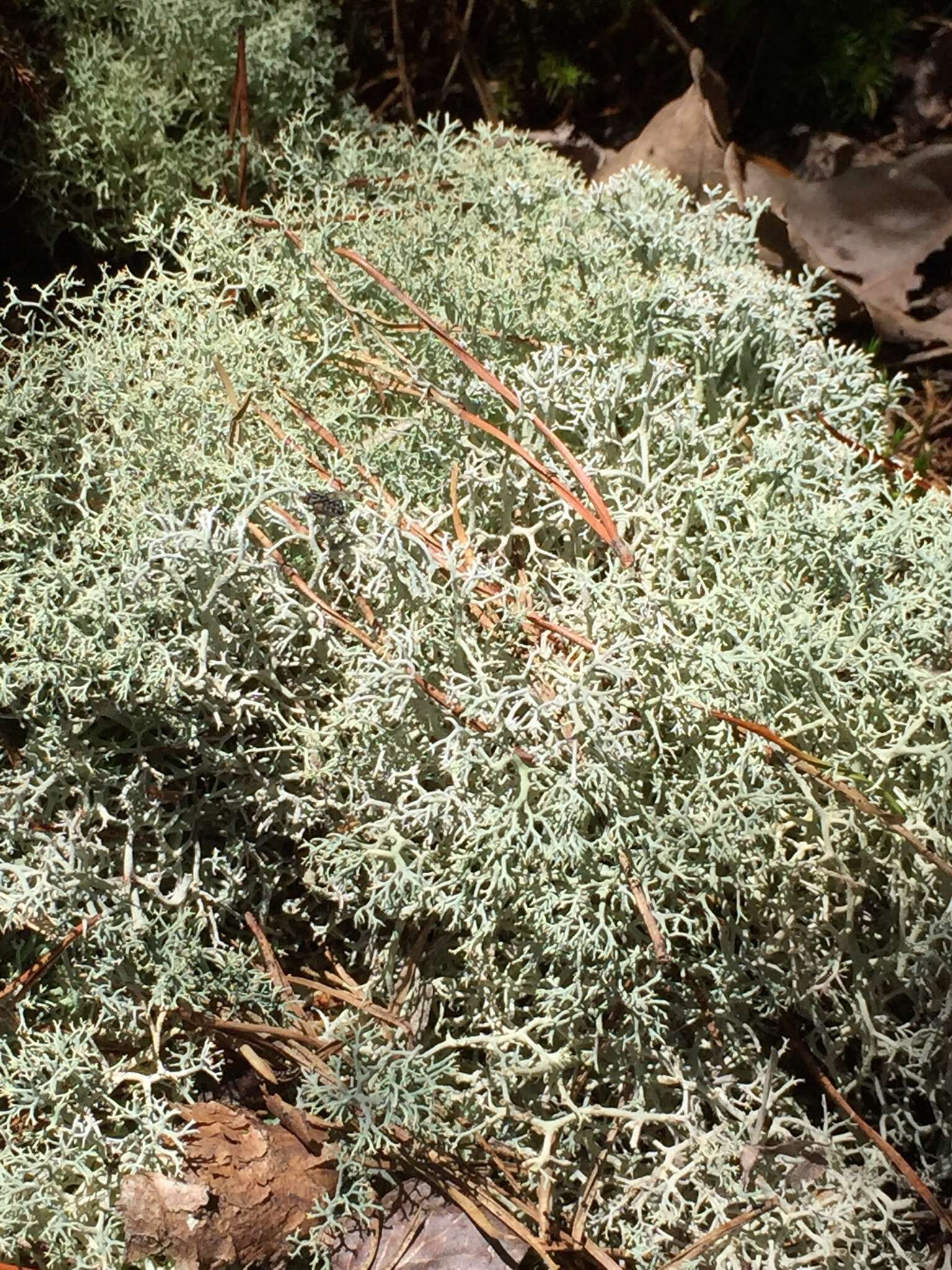 Image de Cladonia subtenuis (Abbayes) A. Evans