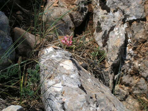 Onobrychis dielsii (Sirj.) Vassilcz.的圖片