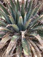 Слика од Agave utahensis subsp. kaibabensis (McKelvey) Gentry