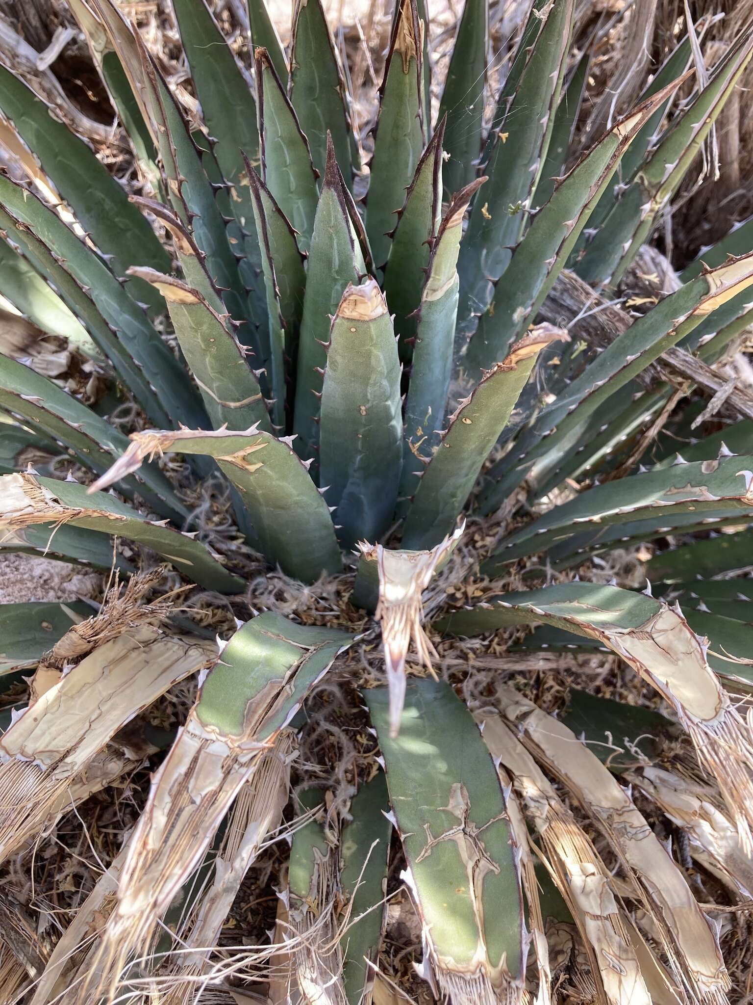 Слика од Agave utahensis subsp. kaibabensis (McKelvey) Gentry