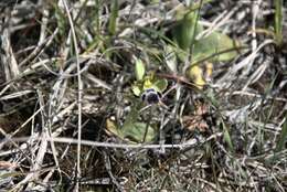 Image of Ophrys omegaifera H. Fleischm.