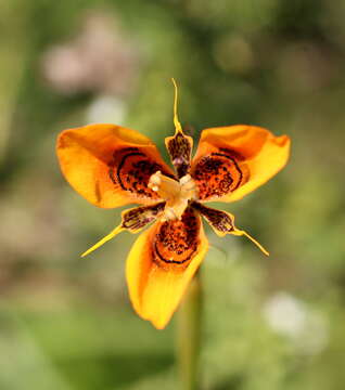 Image of Moraea tulbaghensis L. Bolus