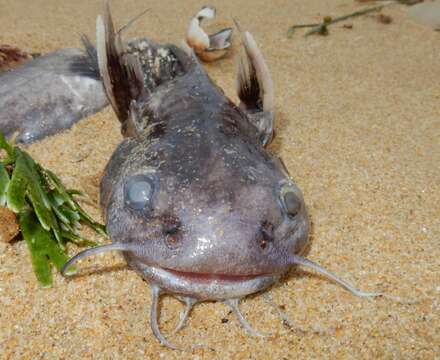 Galeichthys feliceps Valenciennes 1840 resmi