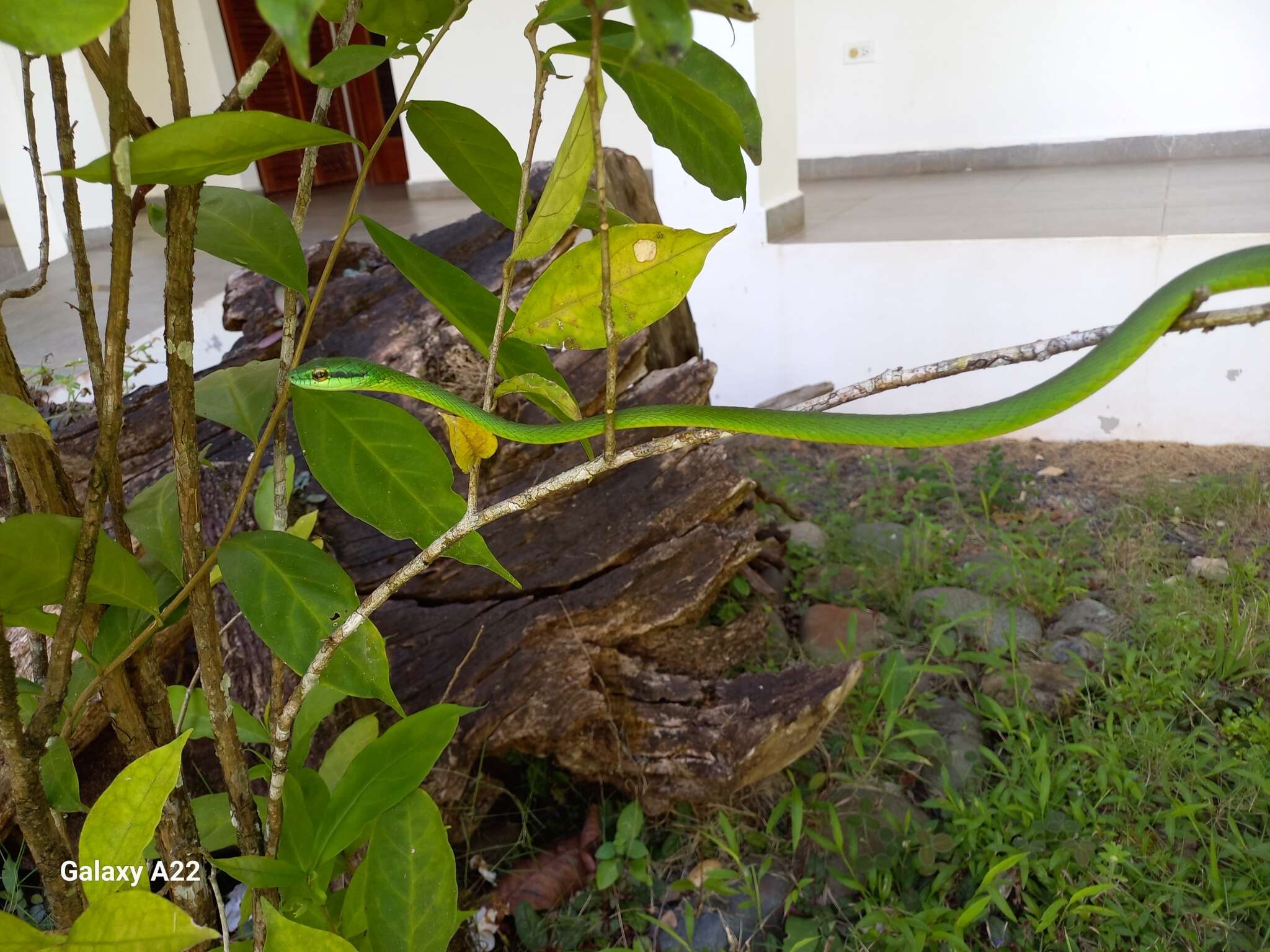 Image of Cope's Parrot Snake