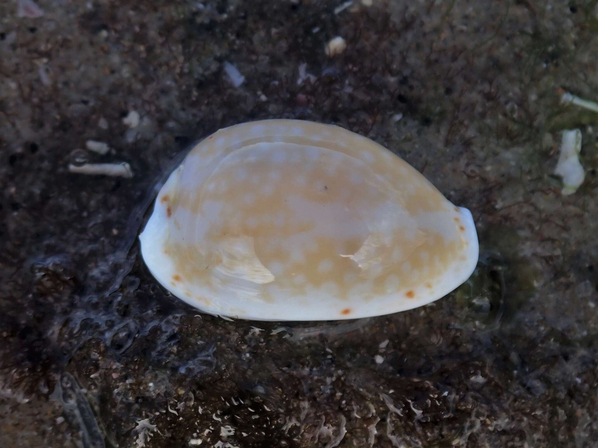 Image of separated cowry (from spurca and gangranosa)